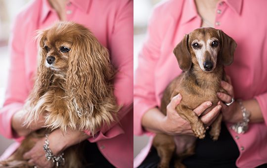 Office Pets